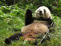 Planeta Země 3000: Čína - říše mocného draka - Panda velká