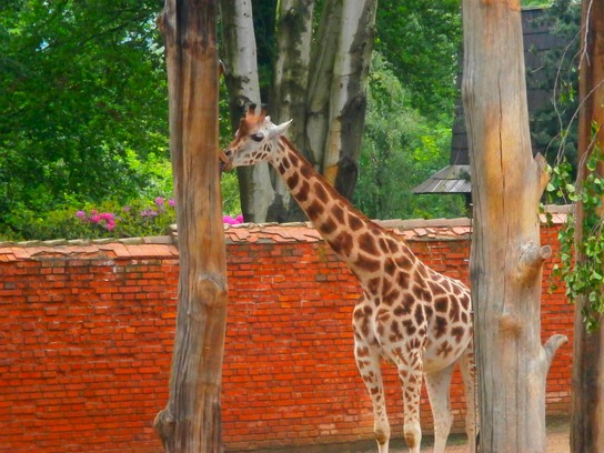 Žirafka nevyvedená z klidu...